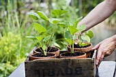 Young hollyhock plants in a wooden box