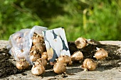 Crocus corms on a wooden table