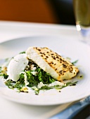 Zander with caraway on savoy cabbage with horseradish