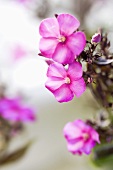 Pink phlox