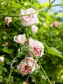 Pink rose bush in full bloom