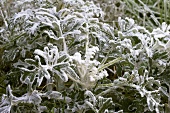 Senecio with hoar frost