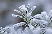 Sprig of rosemary with hoar frost