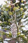 Fir cone coated in palm fat and bird food