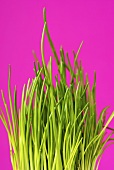 Fresh chives in pot against pink background