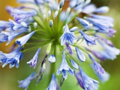 African lily with blue flowers
