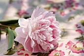 A pink peony