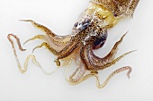 A squid head