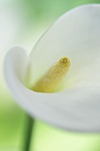 A white lily (close up)