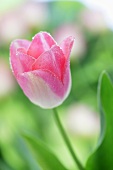 Rosa Tulpe mit Wassertropfen