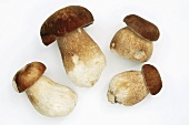 Four fresh porcini mushrooms