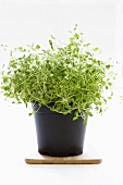 Oregano in a plastic pot