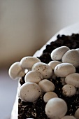 Mushroom cultivation (close up)