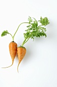Two baby carrots