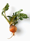 A yellow beet with leaves