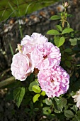 Pink roses in a garden