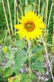 A sunflower in a garden