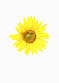 A sunflower