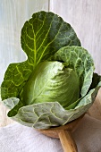 Pointed cabbage