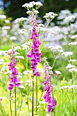 Foxgloves in a garden