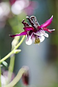 A columbine in a garden (close up)