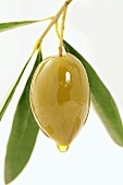 A green olive on a twig with a drop of olive oil