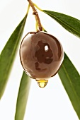 A black olive on a twig with a drop of olive oil