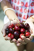 Hands holding fresh cherries