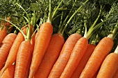 Mehrere Karotten