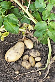 Neue Kartoffeln in der Erde