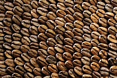Rows of roast coffee beans