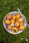 A bowl of apricots in a field