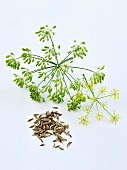 Fennel leaves and seeds