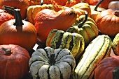 Lots of different pumpkins and squash (macro zoom)