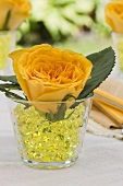 Gelbe Rosenblüte im Glas mit Crystal Water