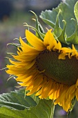 Sunflower in a field