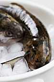 Trout and whiting on ice in a bowl