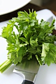 Parsley on a chopping board with knife