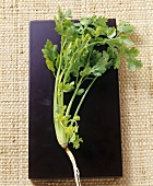 Fresh coriander leaves with root
