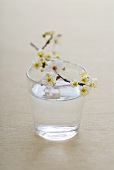 Blütenbesetzter Pflaumenzweig auf einem Glas mit Wasser