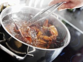Cooking lobster in a pan of water