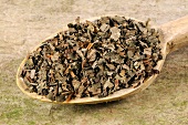 Getrocknete Chamäleon-Pflanze auf einem Holzlöffel