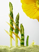 Flower and green asparagus 'grass'