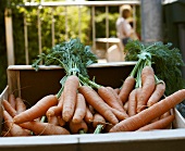 Several bunches of fresh carrots in a wooden crate