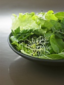 Mesclun with parsley and sprouts