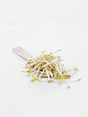 Mung bean sprouts on a wooden spoon