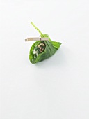 Brocciu in spinach leaf (goat or sheep's cheese, Corsica)