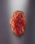 Calf's brain