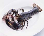 A lobster on a plate