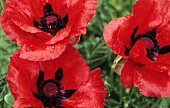 Three poppies